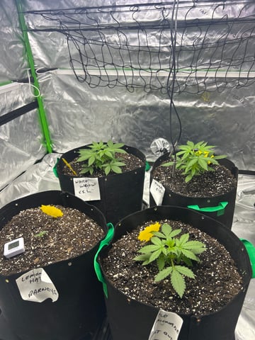 Barney’s Farm /Fast Buds — seedling_rooting, day 24