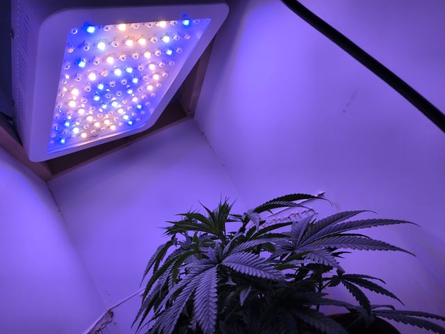 unknown strain 1st grow — vegetative, day 27