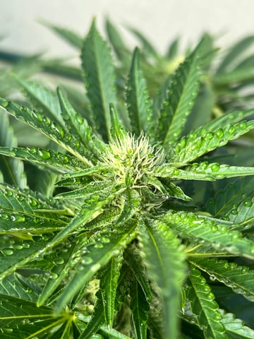 Hindu Kush — flower, day 33