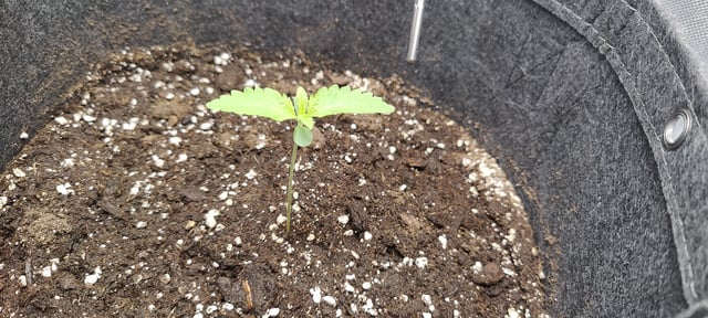 Auto OG Cush — seedling_rooting, day 6