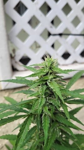 purple Kush, and Extra Large Kush — flower, day 55