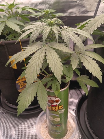 Pickle Rick — vegetative, day 12