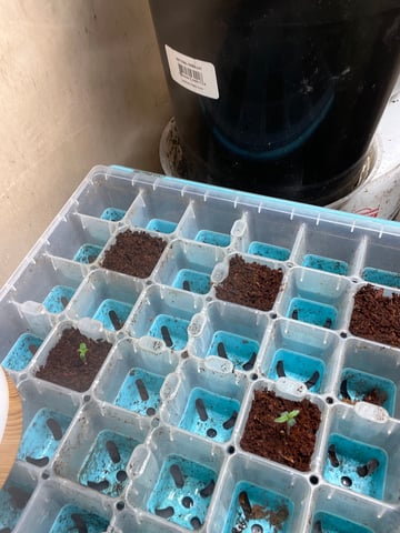 easy bud auto & nothern lights auto — seedling_rooting, day 4