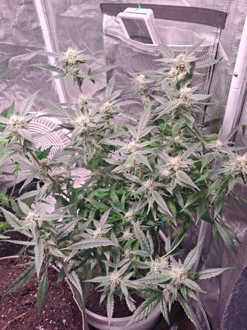 lil babies  — flower, day 27