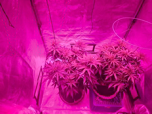 BLACKCHERRY SHERB — flower, day 29