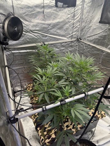 Humboldt, Hella Jelly. Jelly Donut  — flower, day 47