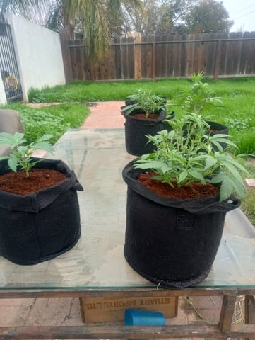  auto mixed pack indoor attempt #1 — vegetative, day 30