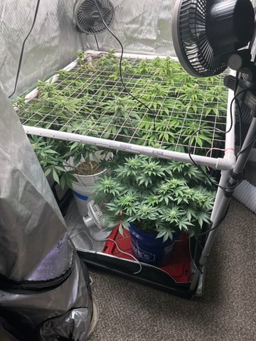 Grow#2 — flower, day 61