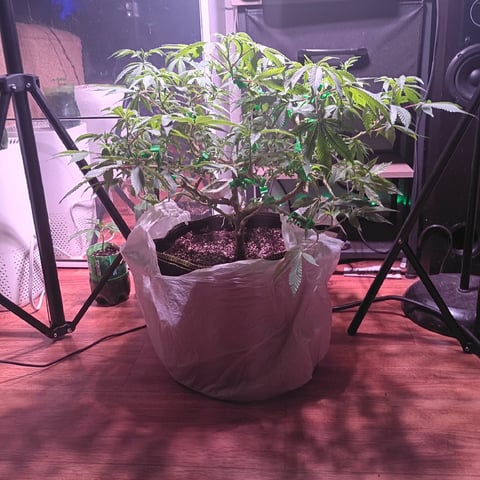 FKAFL — vegetative, day 83