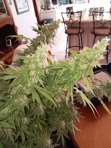 Indoor Closet Grow — flower, day 111