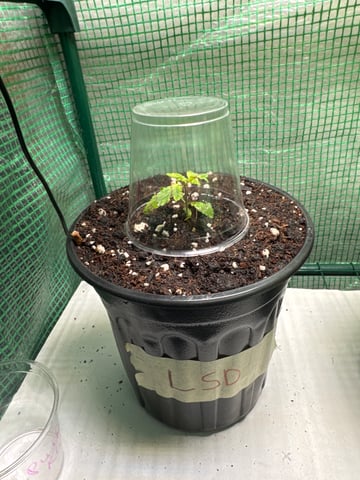 first indoor — seedling_rooting, day 9