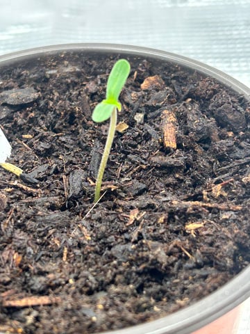 2025-26 harvest INDOOR — seedling_rooting, day 34