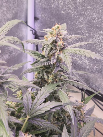 I'll get it right — flower, day 93