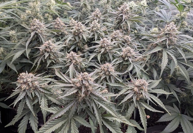 Perpetual Autoflower Mixed Grow #3 — flower, day 56