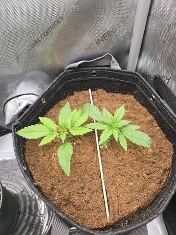 Gummies Bear & Blackberry Auto — vegetative, day 8