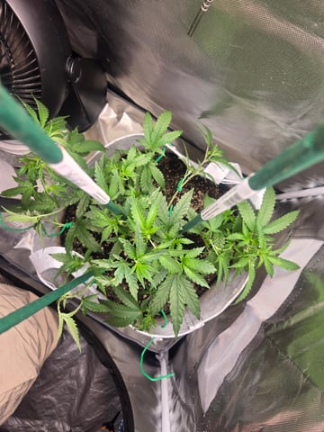 Looking for advice! — vegetative, day 39