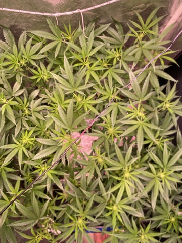 75x60  x 4 Gens — flower, day 41