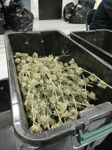 critical purple kush x peyote wifi  in the auto pot system tray 2 grow with added microhazian to the coco coir  — vegetative, day 28