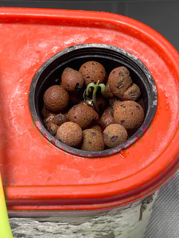 The First One — seedling_rooting, day 4