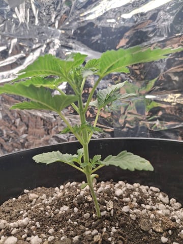 1st Grow - ROYAL MOBY (indoor)(photop.) — vegetative, day 20