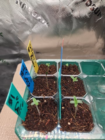Critical Purple Kush — germination, day 5
