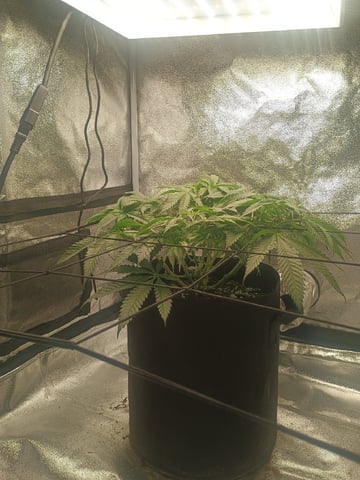 lil Slurry, first grow — flower, day 45