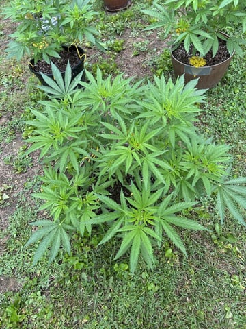 2026 Outdoor — vegetative, day 59