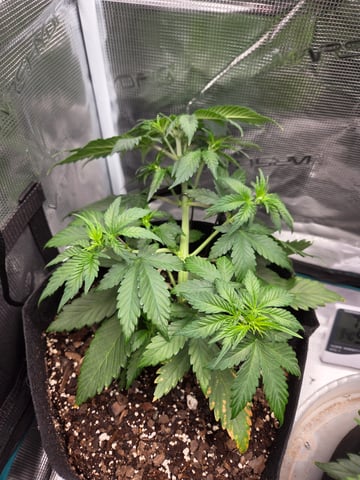 second grow — vegetative, day 24