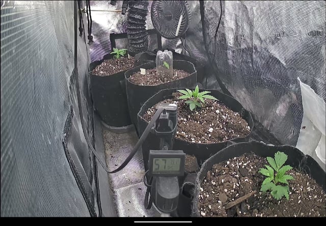 Homemade Seeds  — vegetative, day 22