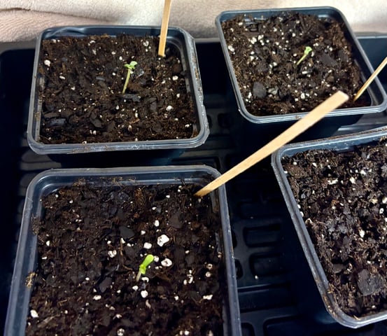 new tent — germination, day 1