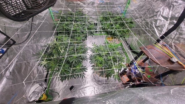 1st grow indoors(cardboard box to 2x2x4 to 5x5x6) — flower, day 81