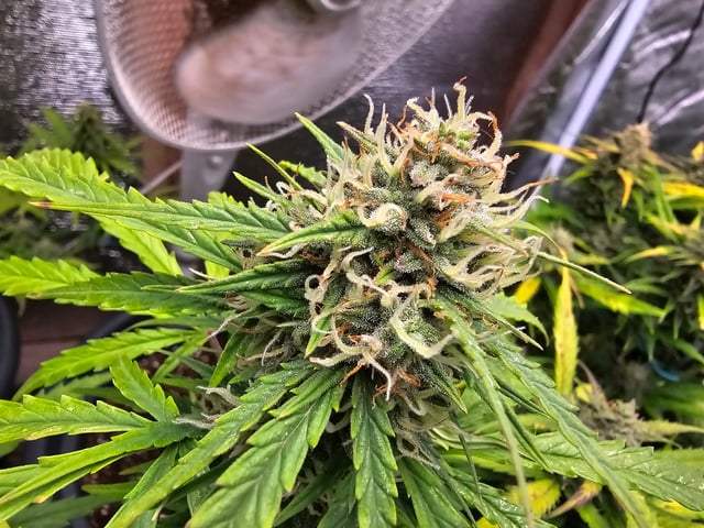 candy bubatz xl — flower, day 1