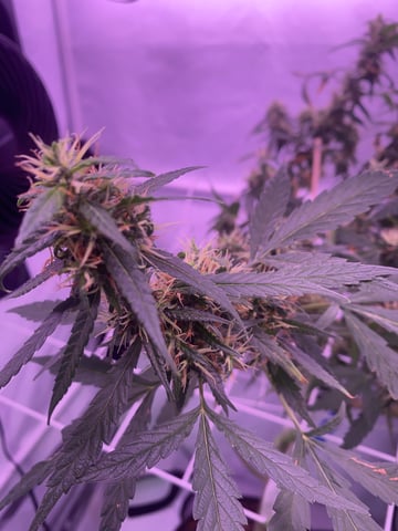 first grow — flower, day 2