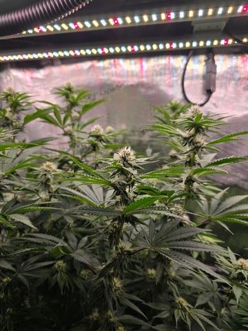 Northern lights #10 (Alaska) — flower, day 60