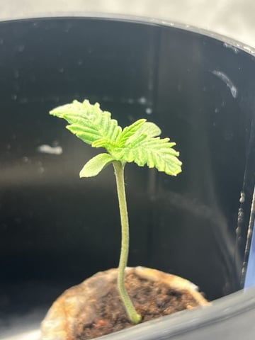 Humboldt Chicken N Wafflez — seedling_rooting, day 1