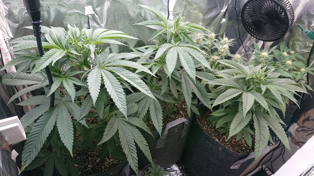 Rainbow runtz  — vegetative, day 20