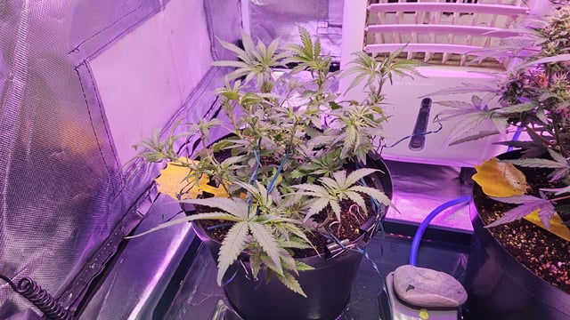 Amnesia Haze Run — vegetative, day 4