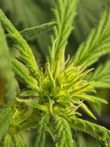 First Grow — flower, day 76