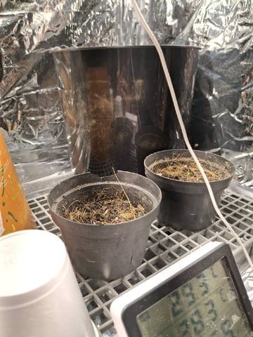 1st Grow - ROYAL MOBY (indoor)(photop.) — vegetative, day 22