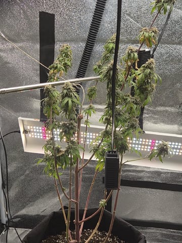 Kalini Asia Auto  — flower, day 74