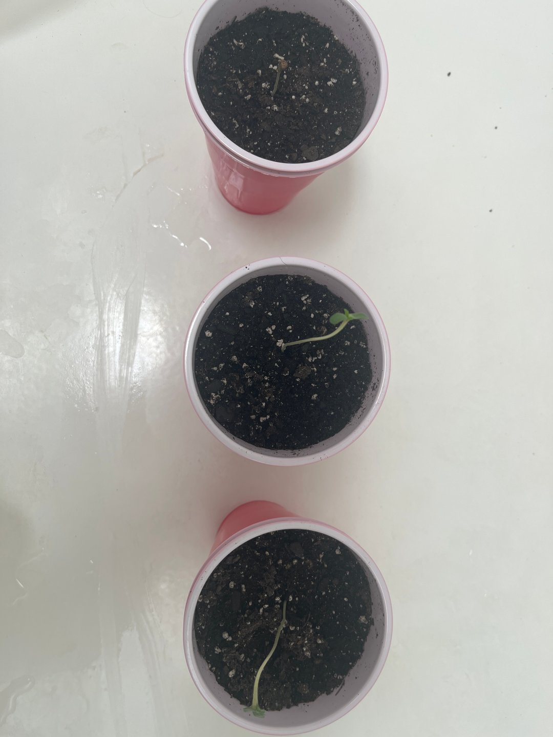 SouthernGrower
