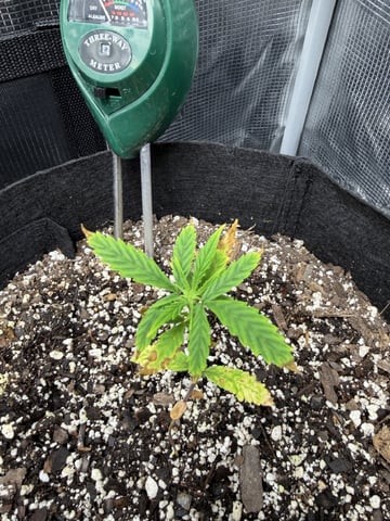 Gorilla Cookies — 1st Grow