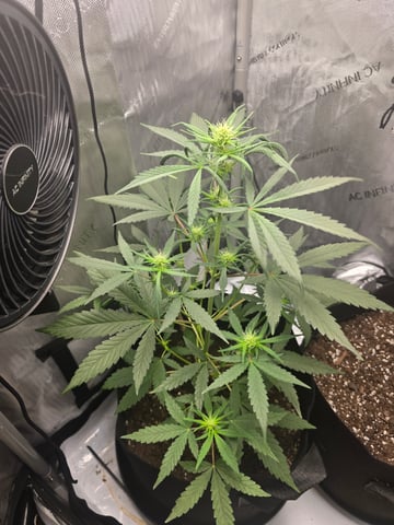 Pull my finger and Mowie Wowie — grow_setup, day 62