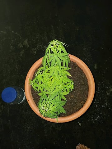 local — vegetative, day 2