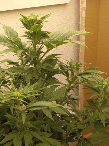 Blueberry critical kush x purple peyote wifi  and one L.a kush cake . — vegetative, day 24