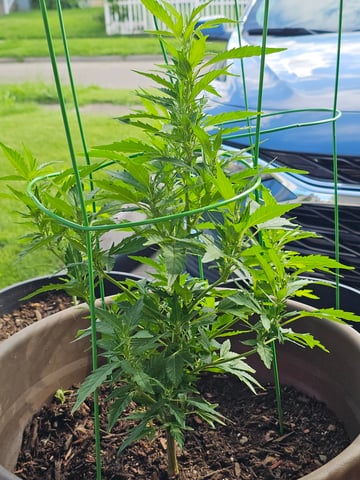home grown — flower, day 1