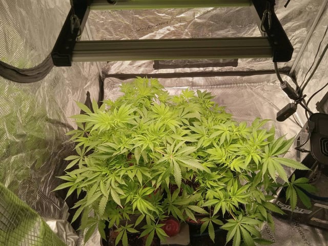 critical purple kush x peyote wifi  in the auto pot system tray 2 grow with added microhazian to the coco coir  — flower, day 57