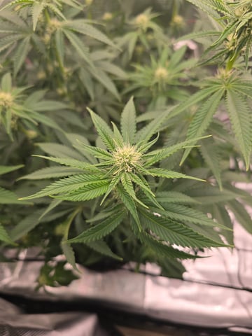 Northern lights #10 (Alaska) — flower, day 55