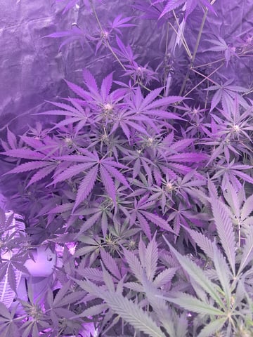 first auto grow — flower, day 47