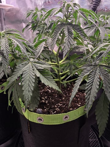  1 Blue Zushi x Venom & 1 Jack Here x Strawberry Cookies OG — vegetative, day 36